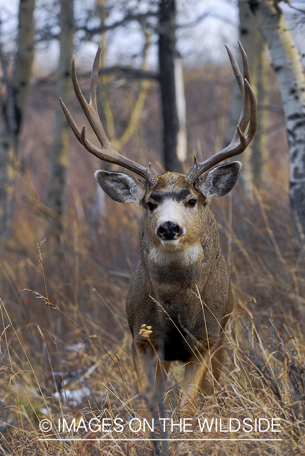 Mule deer 