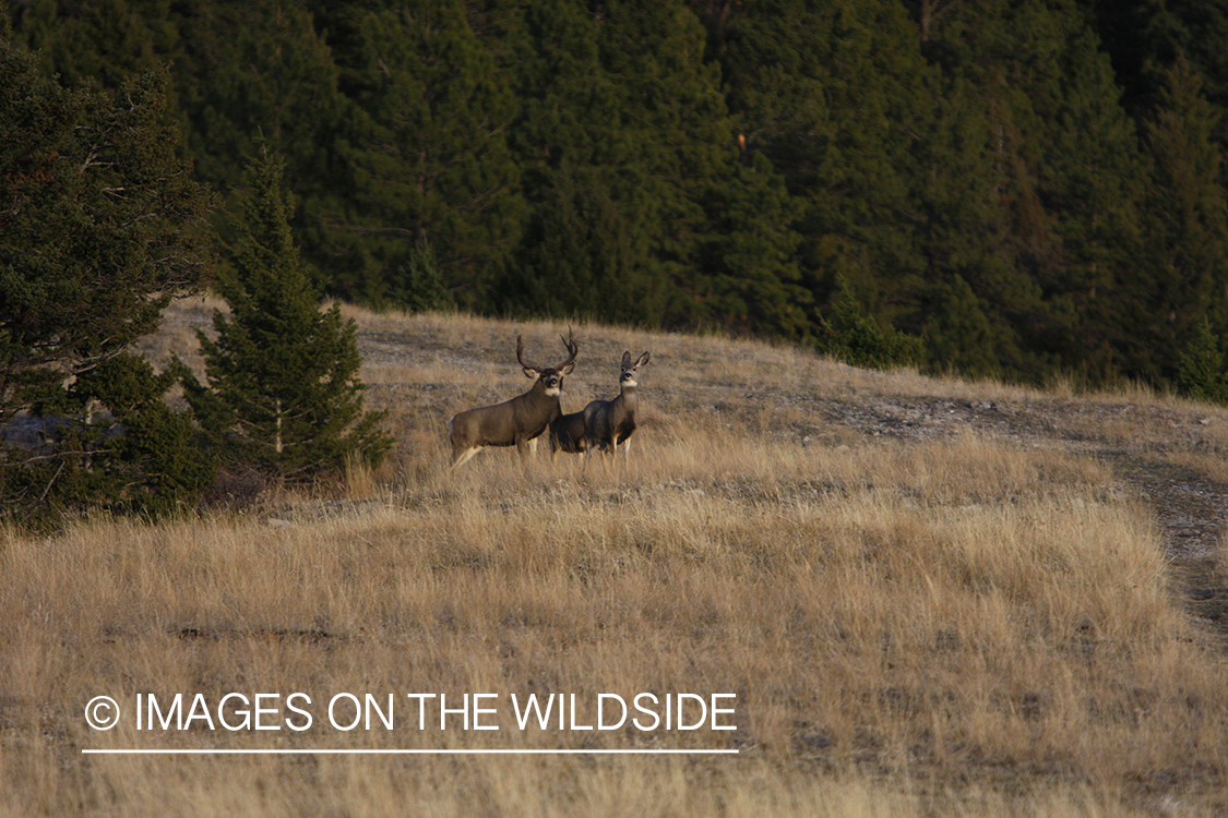 Mule Deer in Habitat