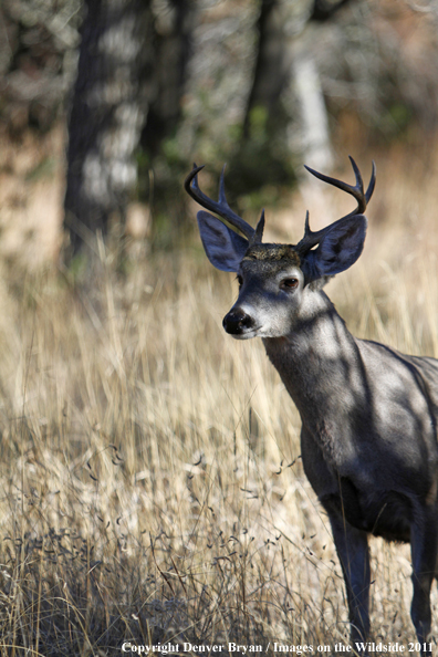 Coues white-tailed buck in field in Arizona. 