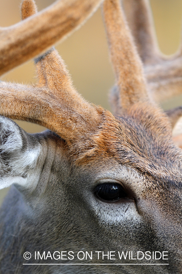 White-tailed buck in velvet.  