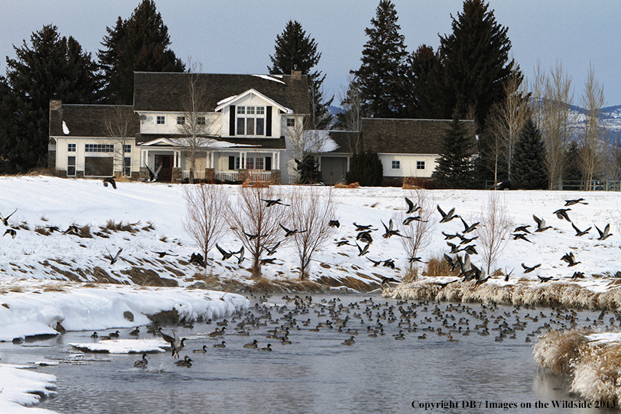 Mallards taking flight.