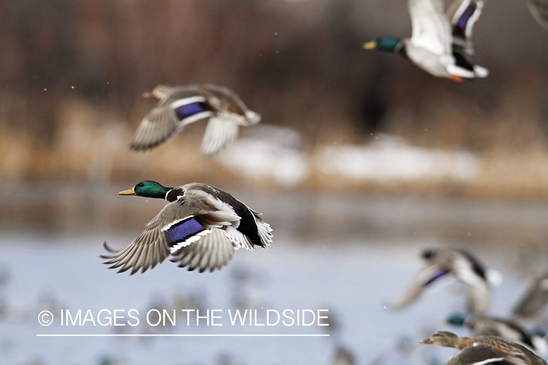 Flock of Mallards in flight.