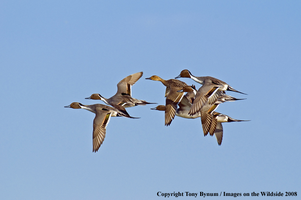 Pintails in habitat