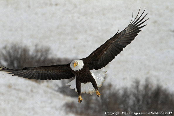 Bald eagle in flight.  