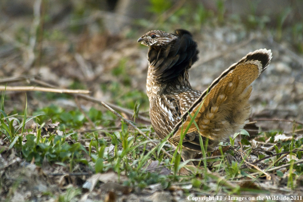Ruffed Grouse in habitat. 