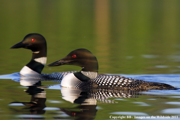 Common Loon on water. 