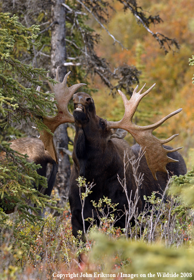 Alaskan Moose in Habitat