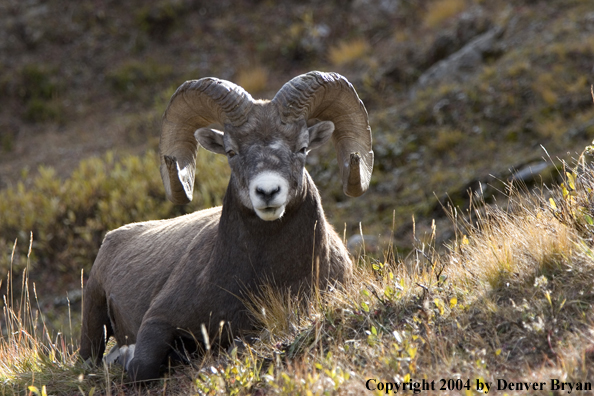Rocky Mountain bighorn sheep (ram).