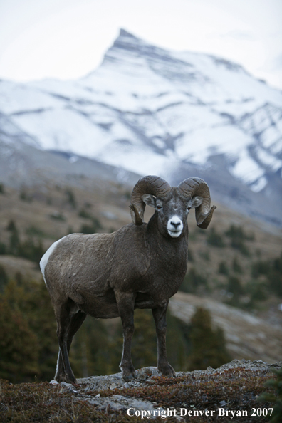 Rocky Mountain Bighorn Sheep