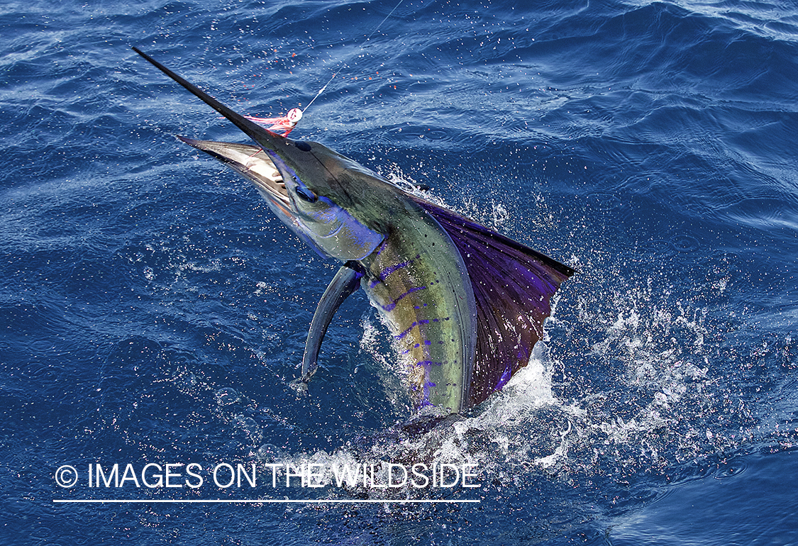 Deep sea fisherman fighting jumping pacific sailfish.
