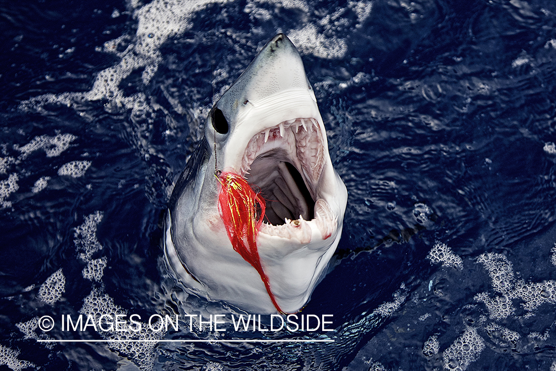 Deep sea fishing with shark on line.
