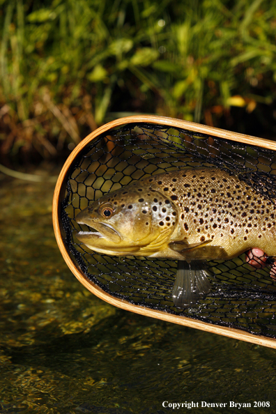 Brown Trout in habitat