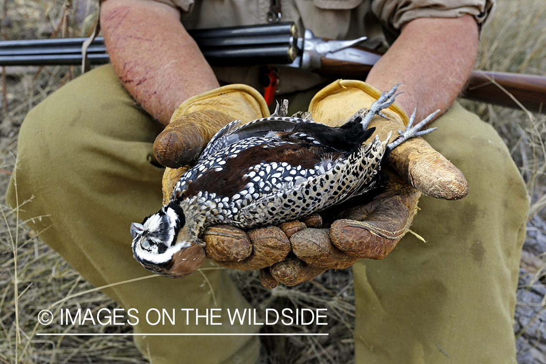 Hunter holding Mearns quail.