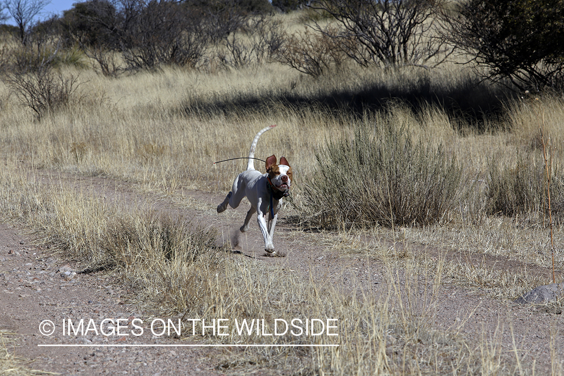 Dog in field during upland game bird hunt.