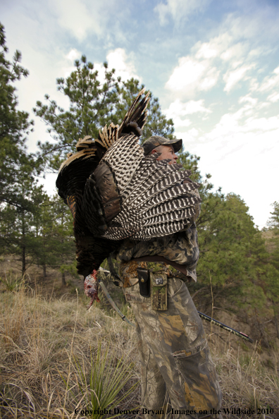 Hunter with bagged (Merriam's) turkey thrown over shoulder