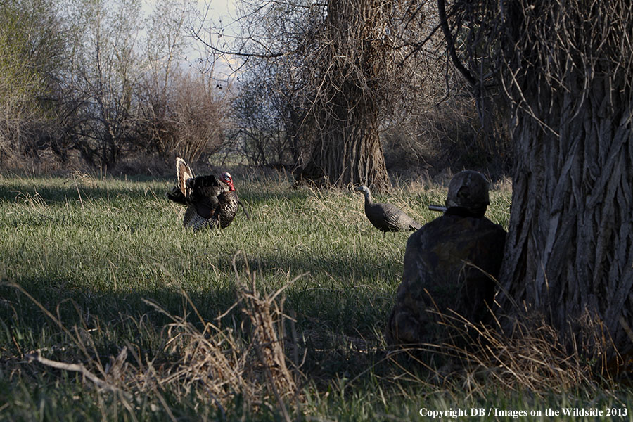 Turkey hunter shooting at gobbler with hen decoy.