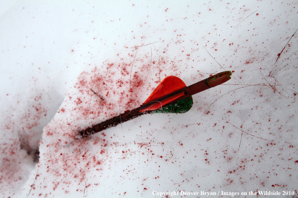 Archery hunting passed-through arrow in snow with blood and hair. 