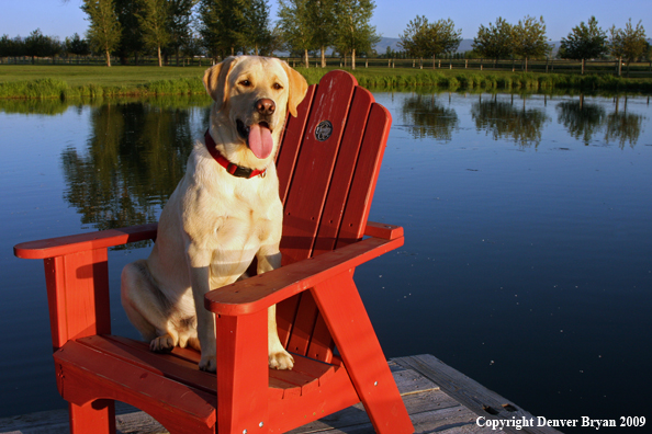 Yellow Labrador Retriever in chair