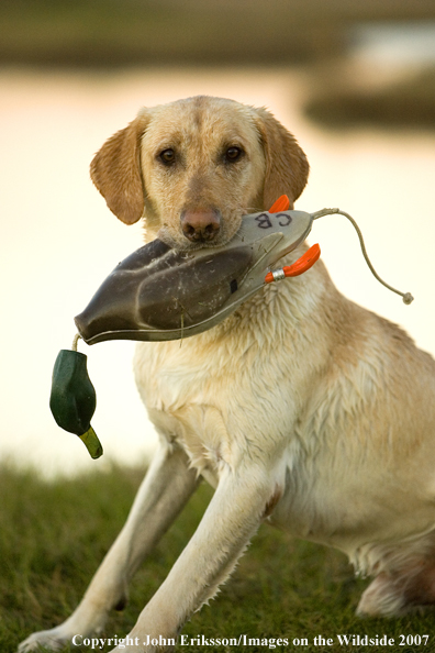 Yellow Labrador Retriever with decoy in mouth