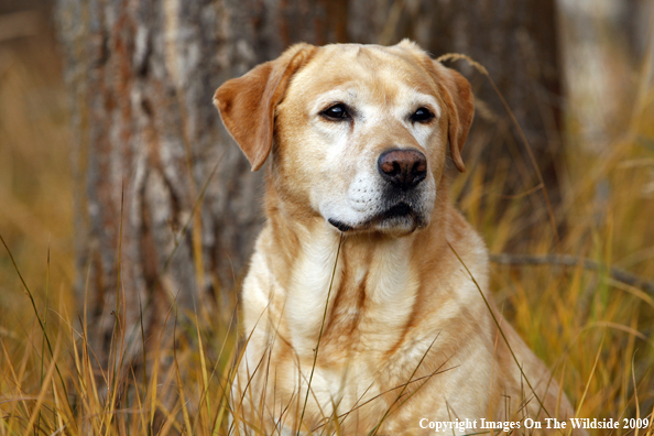 Yellow Labrador Retriever