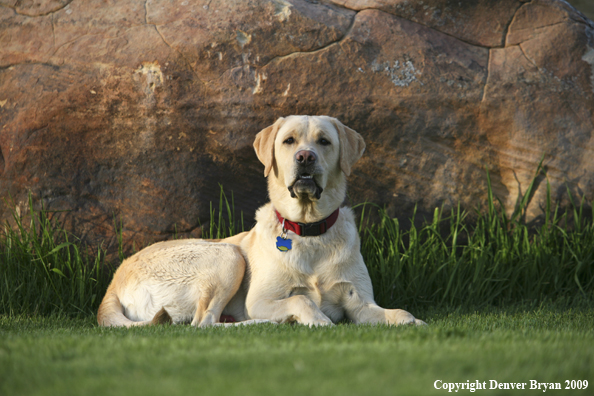 Yellow Labrador Retriever in yard