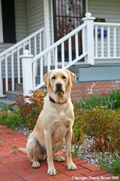Yellow Labrador Retriever in front of house