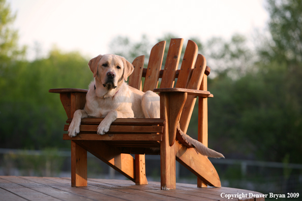 Yellow Labrador Retriever in chair