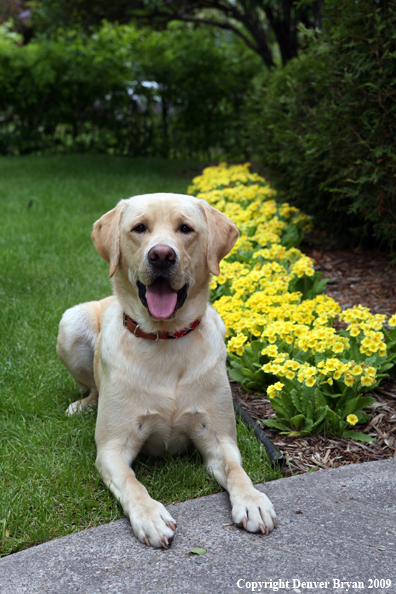Yellow Labrador Retriever by flowers