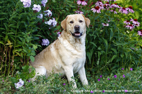 Yellow Labrador Retriever in yard