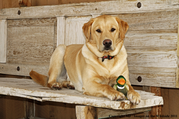 Yellow Labrador Retriever 