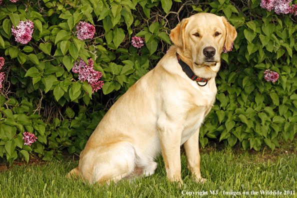 Yellow Labrador Retriever.