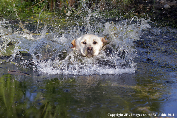 Yellow Labrador Retriever.