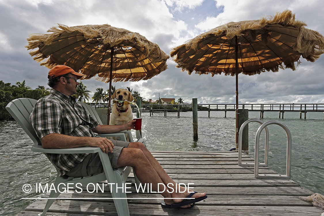 Yellow lab pouring a beer for owner. 