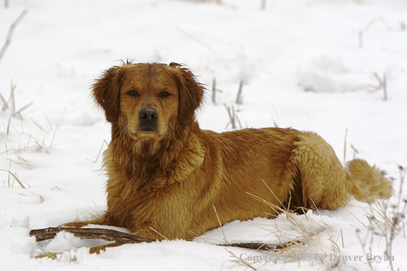 Golden Retriever in snow.