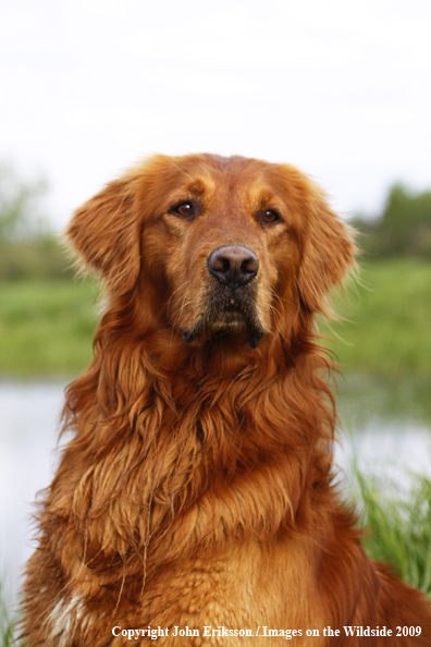 Golden Retriever in field