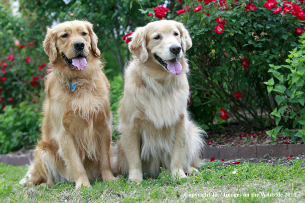 Golden Retrievers