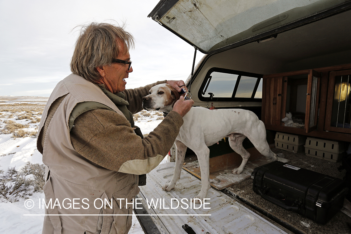 Falconer loading english pointer in truck.