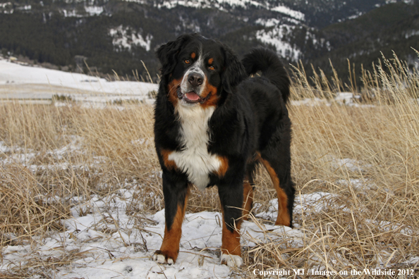 Bernese Mountain Dog.