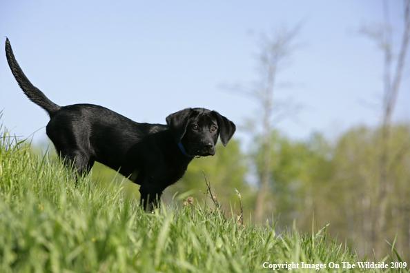 Black Labrador Retriever puppy in field