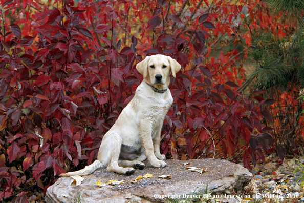 Yellow Labrador Retriever Puppy