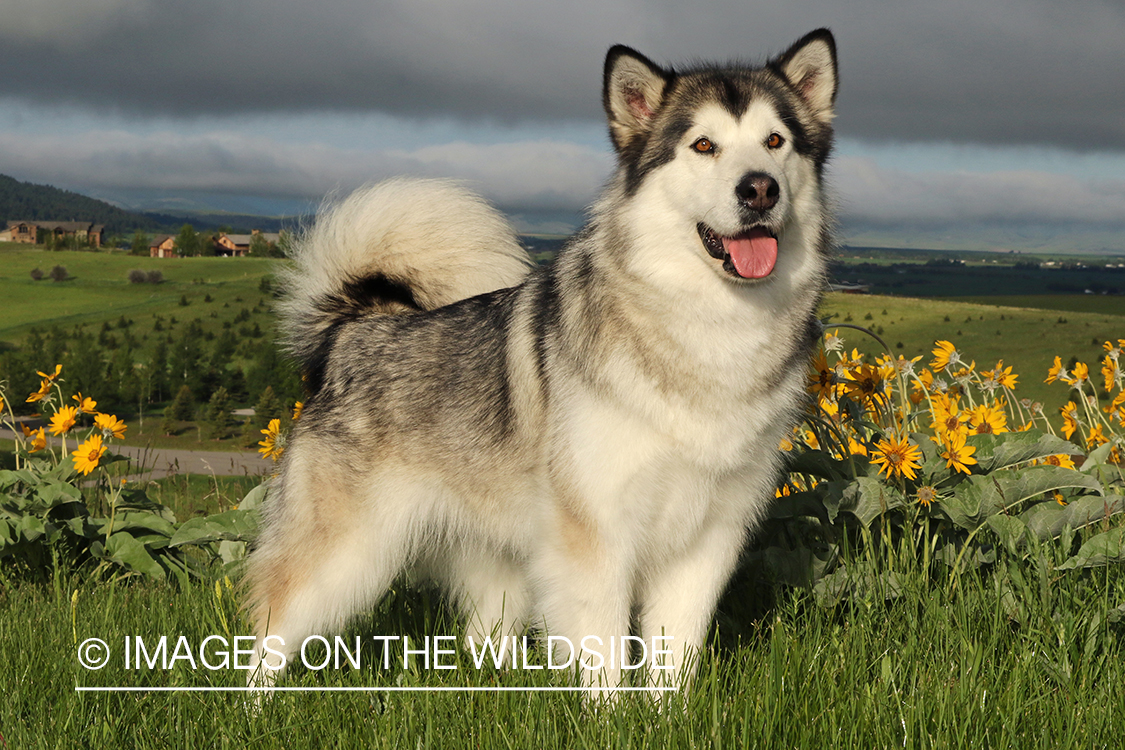 Alaskan Malamute by flowers.