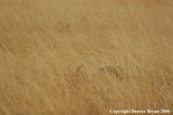 African Cape Buffalo lying in field