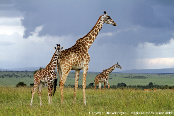Masai Giraffe (adult with young)