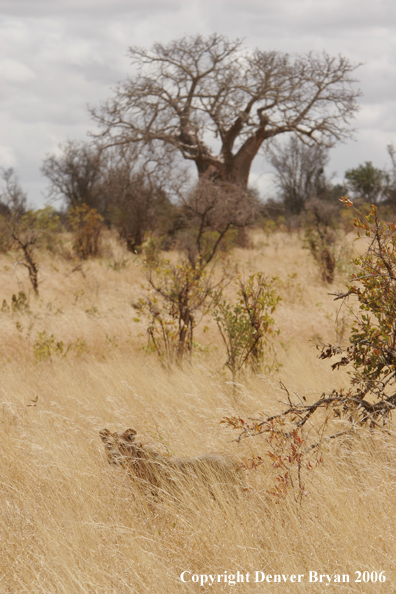 African lionesses 
