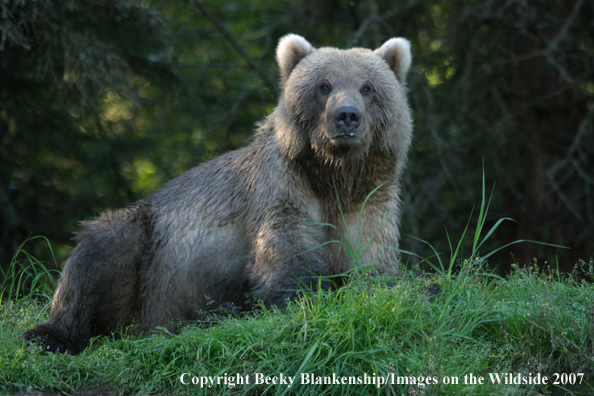 Brown bear in habitat. 
