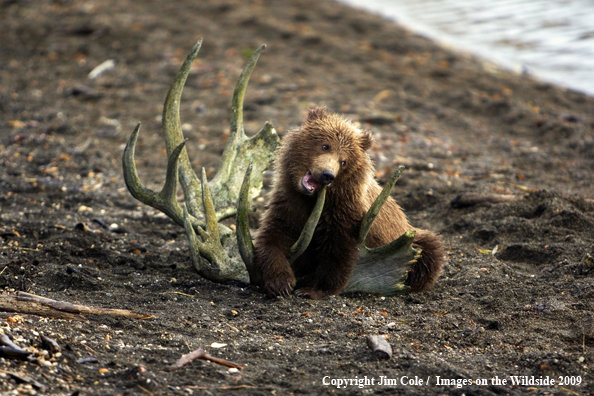 Brown Bear Cub in habitat