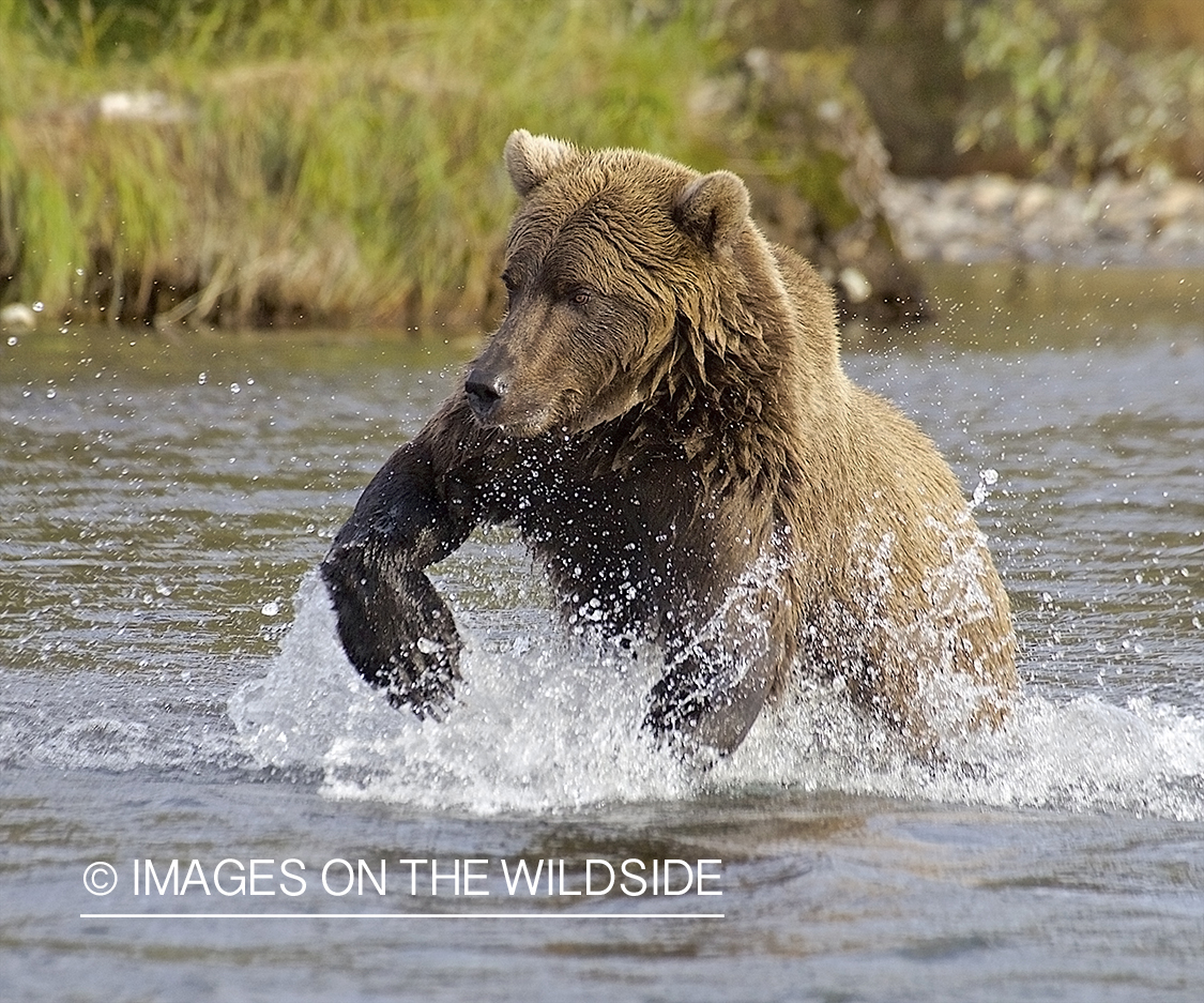 Brown Bear in habitat.