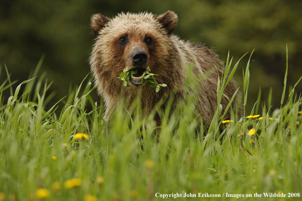 Grizzly bear in habitat