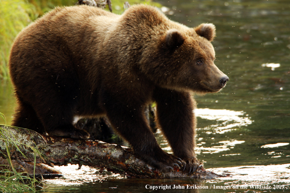 Brown/Grizzly Bear in habitat