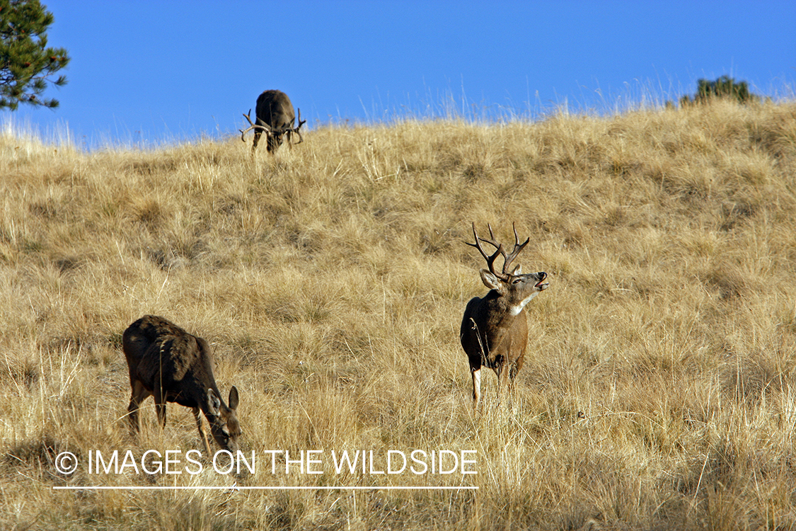 Mule deer 